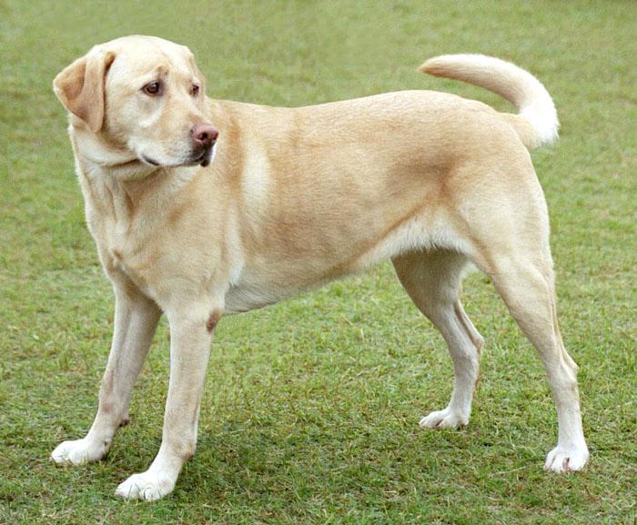 Yellow Labrador Retriever representing Shawn's local animal welfare work